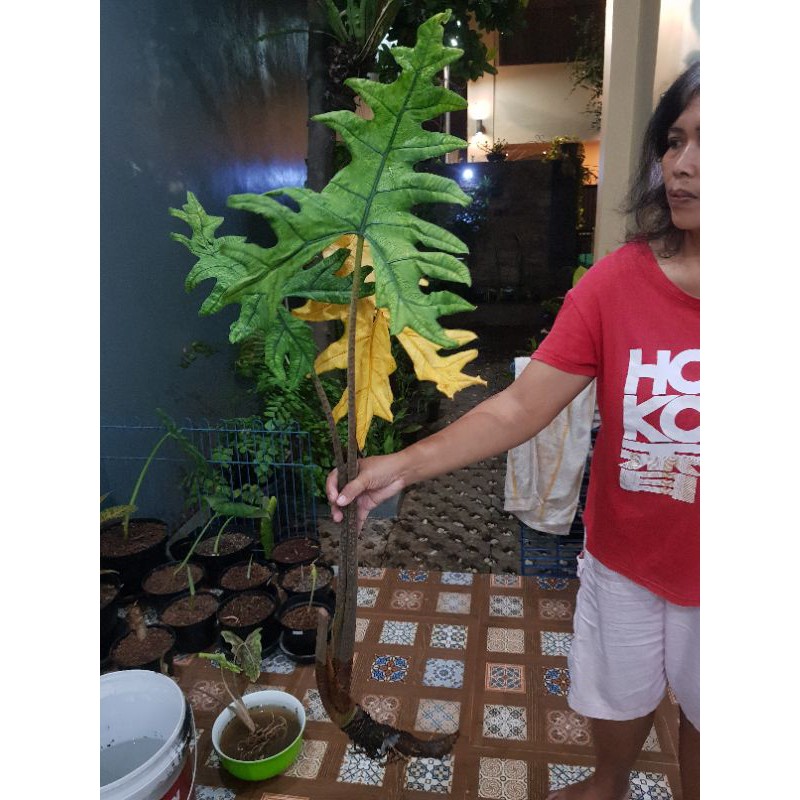alocasia Jacklyn Jacklin 2daun dewasa