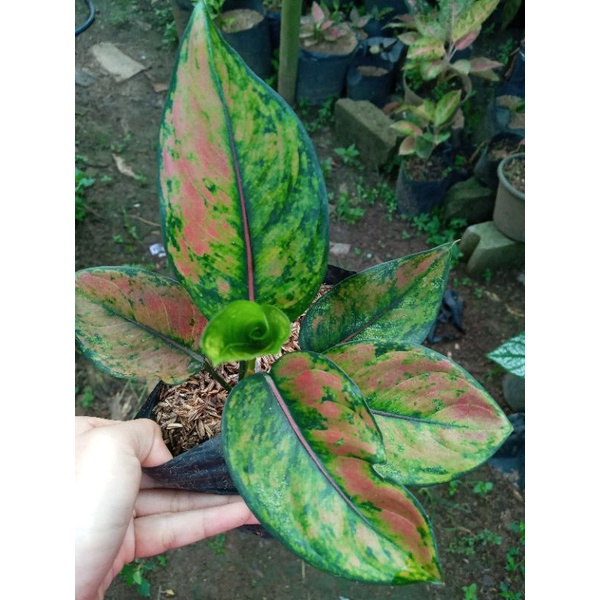 AGLONEMA HENG HENG INDUKAN / TANAMAN AGLONEMA HENG HENG / BUNGA AGLONEMA HENG HENG / AGLONEMA MURAH 