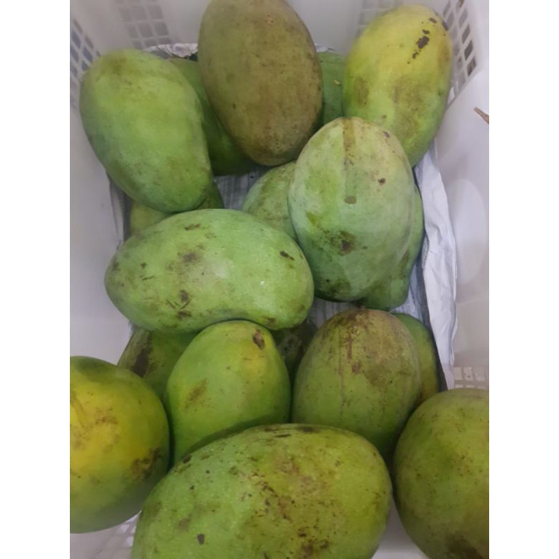 

Mangga Harum Manis