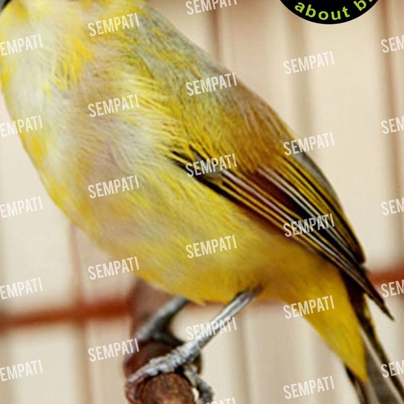 ☝ HIGH VOLTAGE 220 VOLT PAKAN SPESIAL BURUNG PLECI ORIENTAL WHITE EYE ♖