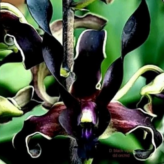 Anggrek Black Viper Anggrek Hitam