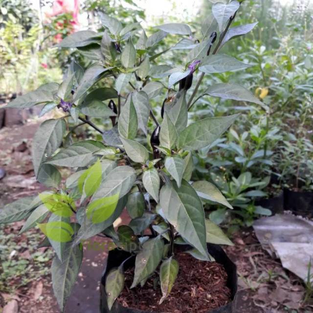 Bibit tanaman cabai rawit ungu