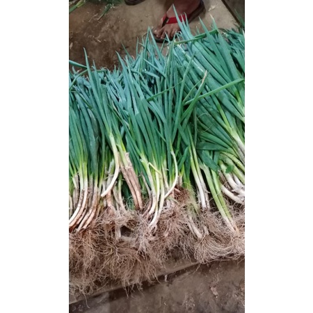 

Daun Bawang 250 gram