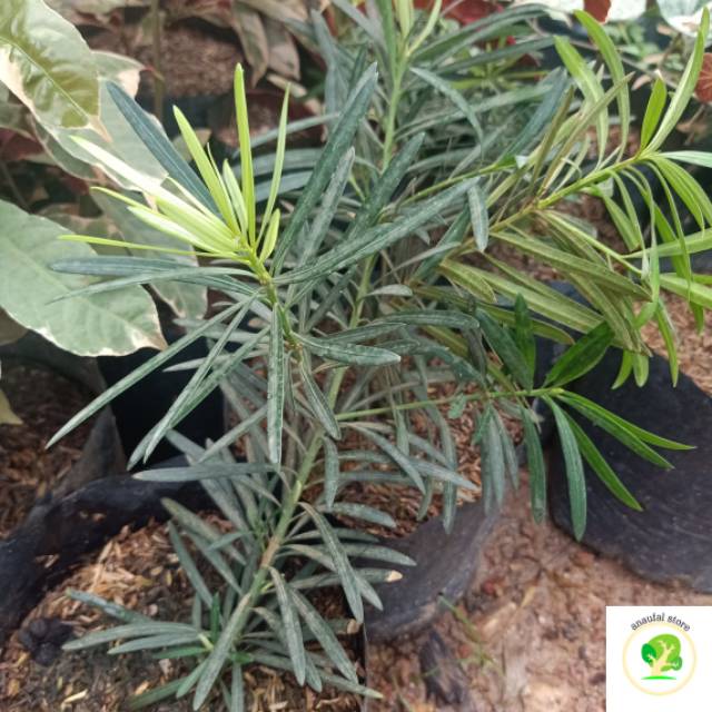 Bibit tanaman bonsai Lohansung