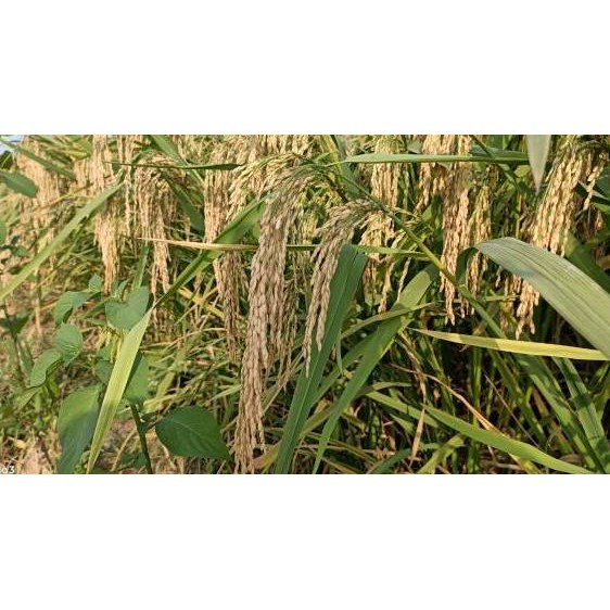 Kualitas Terjamin Benih Padi Tongkol 2 jumbo ..,,.,,.,