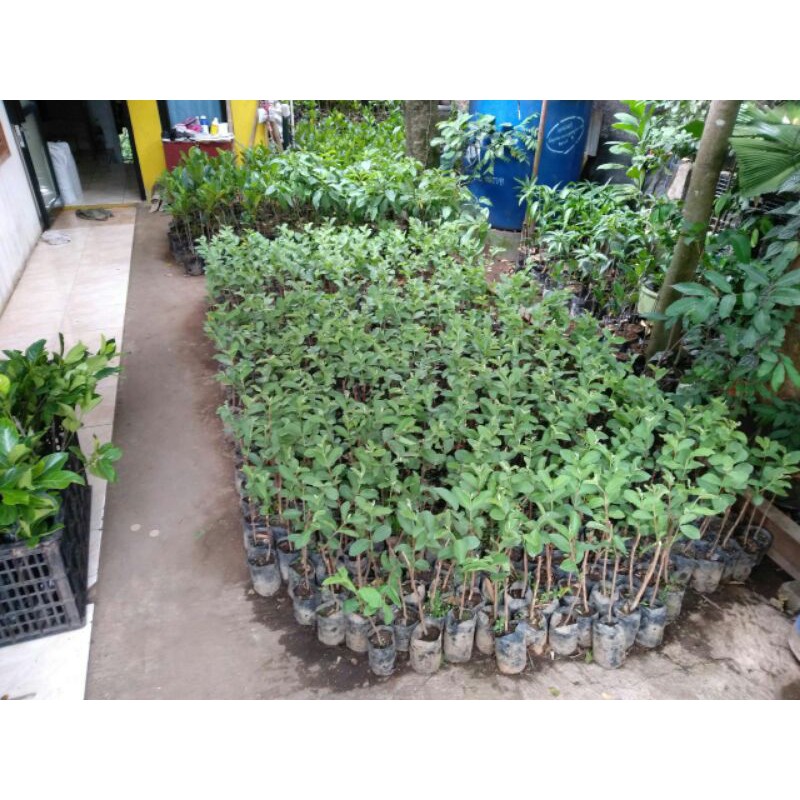 Jual Mangga Ungu (1) + Jambu Air Deli Hijau (1) + Jeruk Santang Madu (1