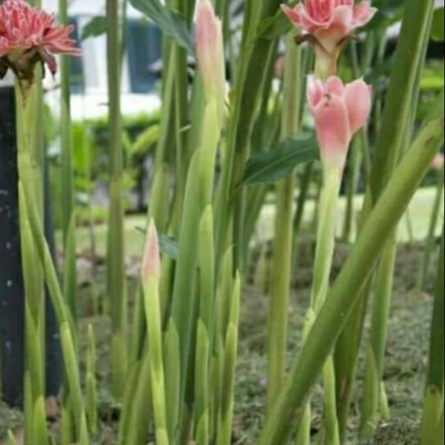 Benih tunas kecombrang putih.