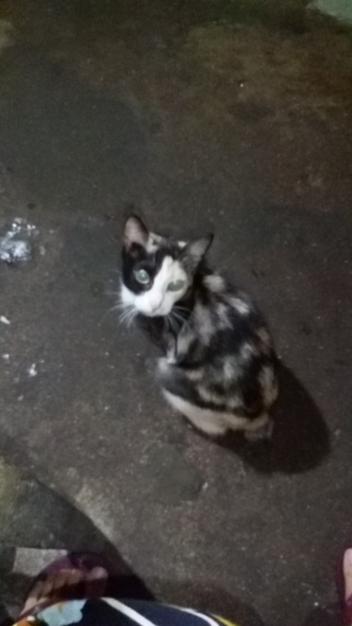 Gembok Pagar Anti Maling Pintu Rumah Chrome 50mm Pendek