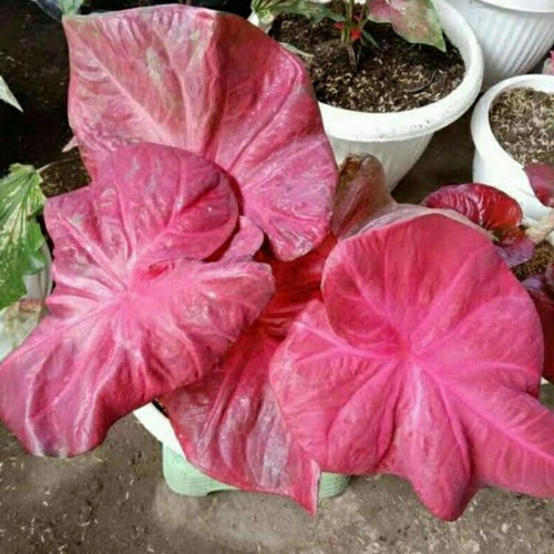 TANAMAN HIAS CALADIUM PINKY BOYS KELADI PINGKY BOYS