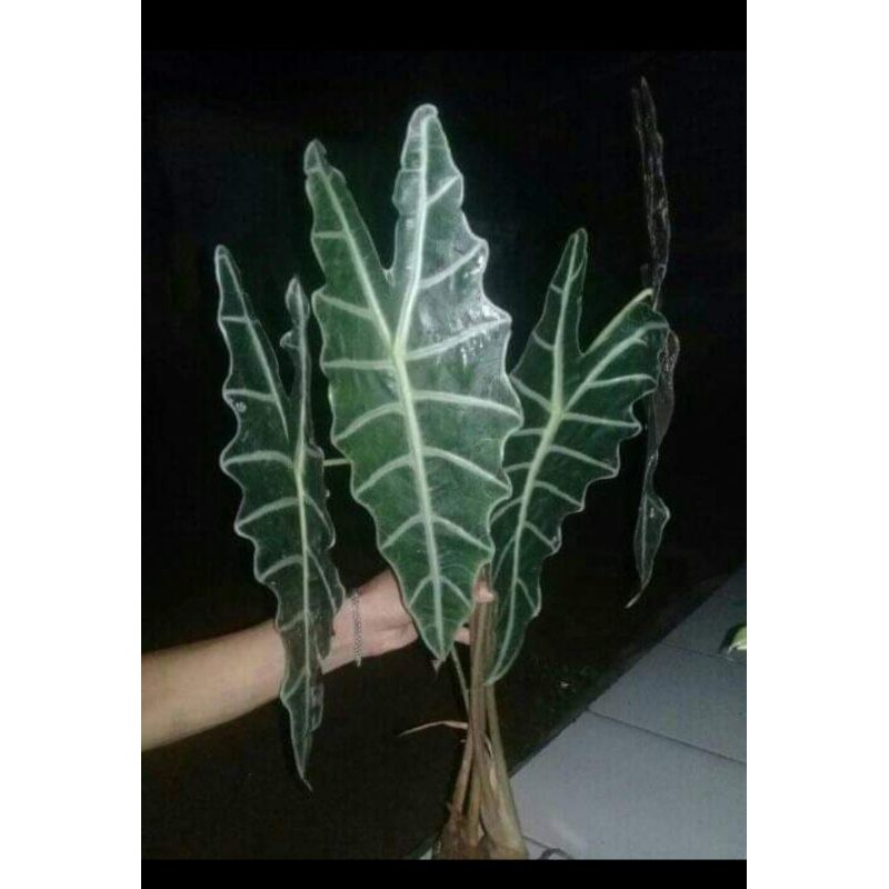 tanaman hias keladi tengkorak - Amazon Caladium -Alokasia Amazon