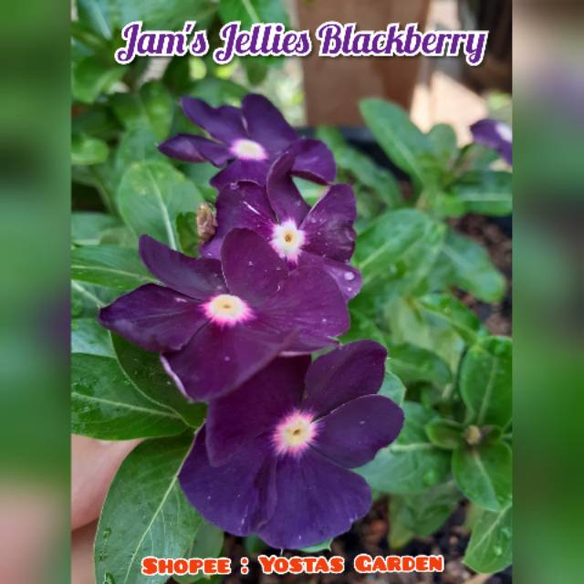 Jual Bunga Vinca Jam's Jellies Blackberry (JJB) 10 Biji Indonesia