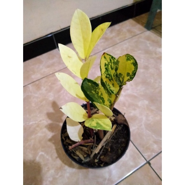 zamia culcas variegata / zz var