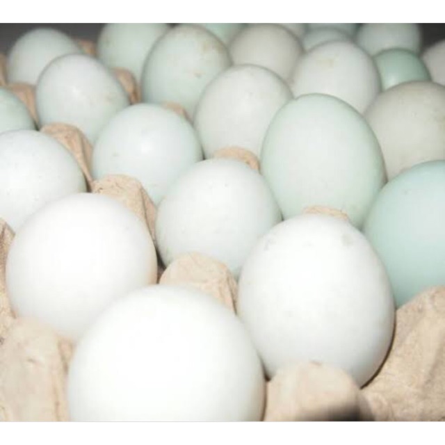 

Telur bebek Mentah satuan
