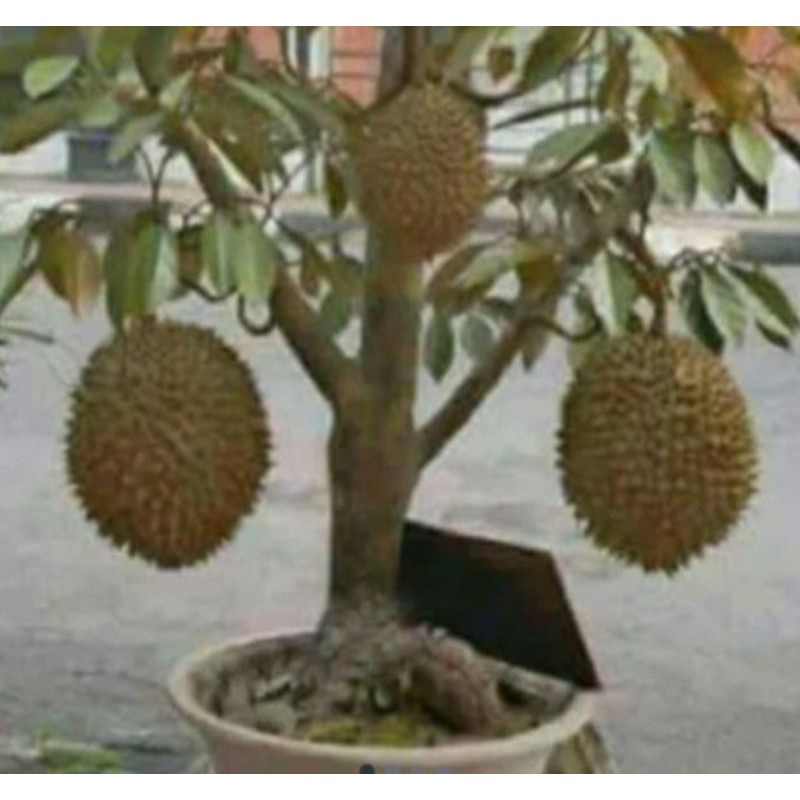 

durian montong tabulampot