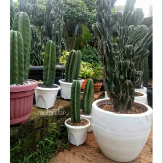  kaktus  koboi  tinggi 90 100 cm Shopee Indonesia