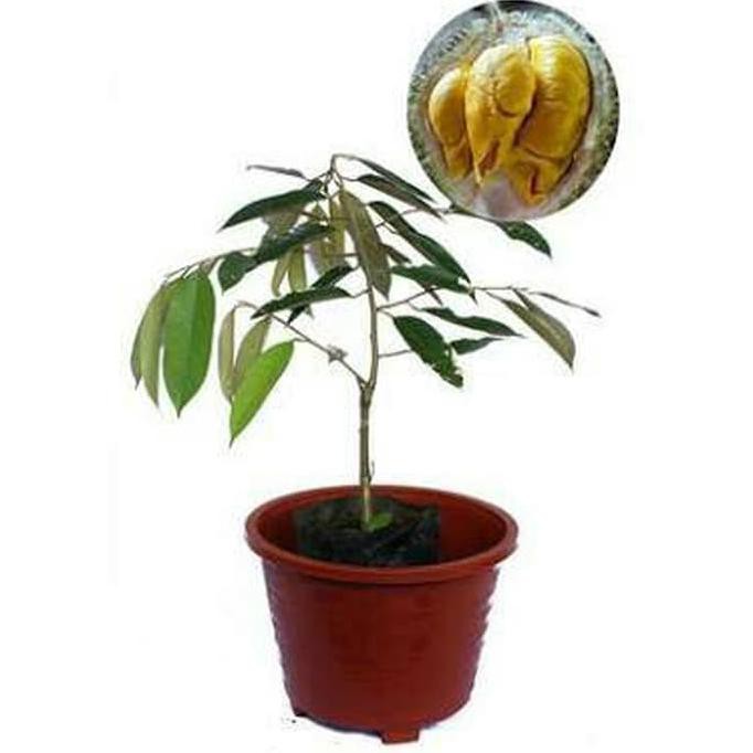 Asli Bibit Durian Musangking (Malaysia) *_@