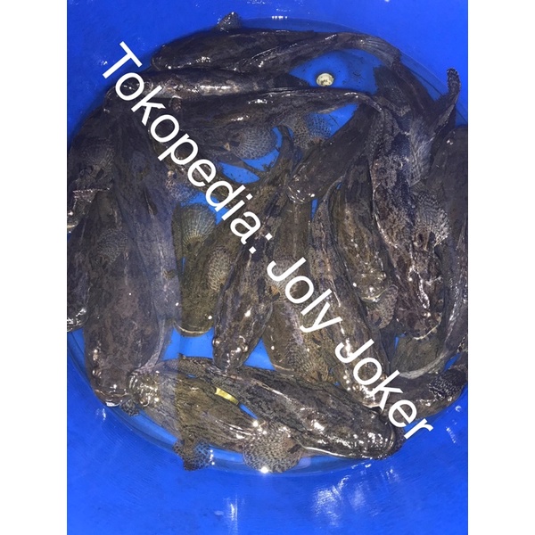 

Ikan Betutu / Gabus Malas / Boboso / Soon Hock Ukuran 10-20CM
