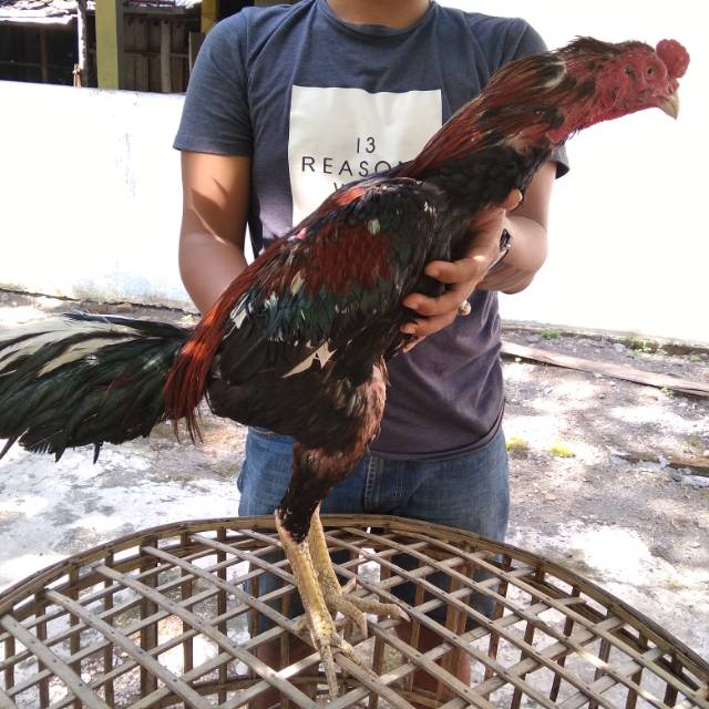 peternak ayam bangkok aduan super