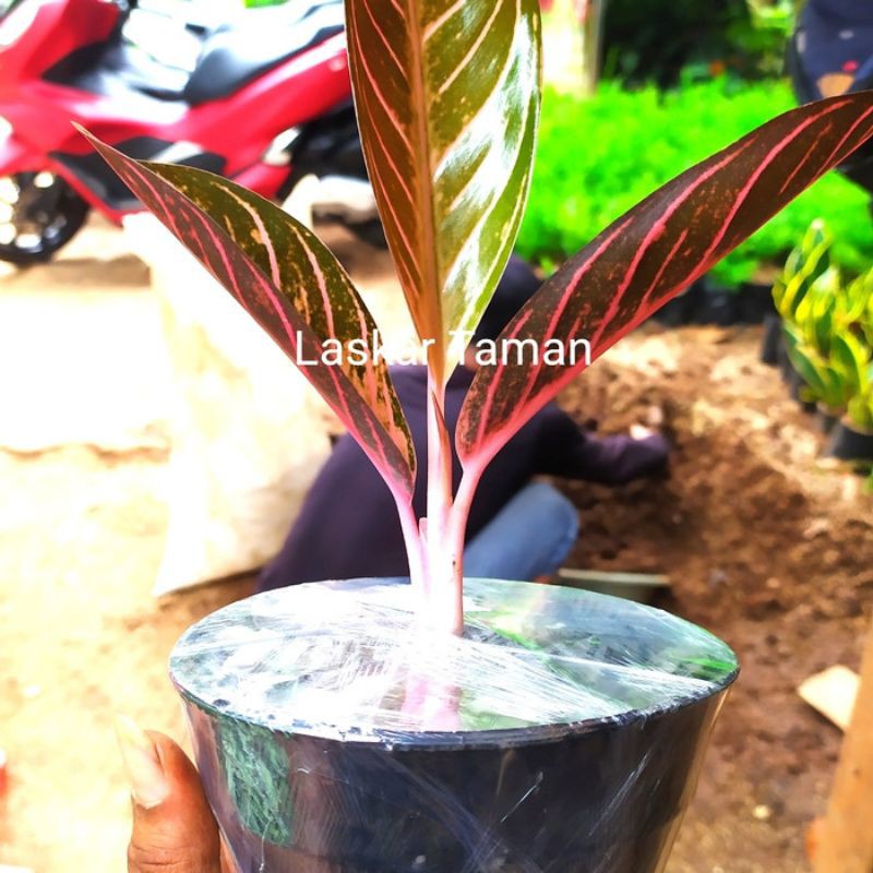 Tanaman Hias Aglonema Red Sumatra/Tanaman Red Sumatra/Pohon Red Sumatra