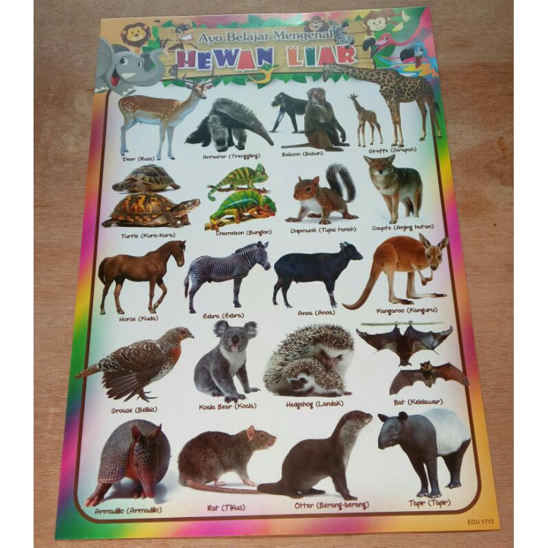 POSTER HEWAN LIAR/ANIMAL WILD