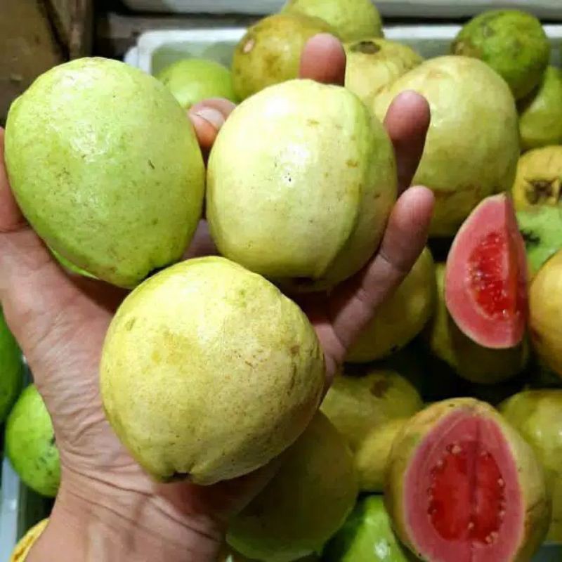 

Jambu Biji Merah