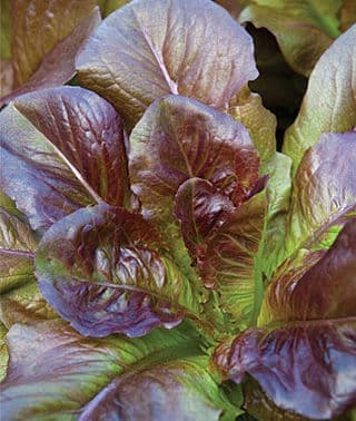 Haira Seed BIbit-BIji Selada Red Romaine Cimarron