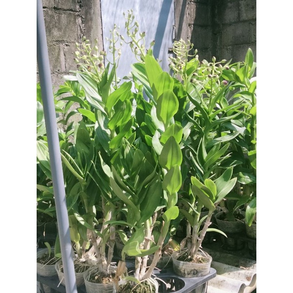 Dendrobium mawar jumbo kenop besar