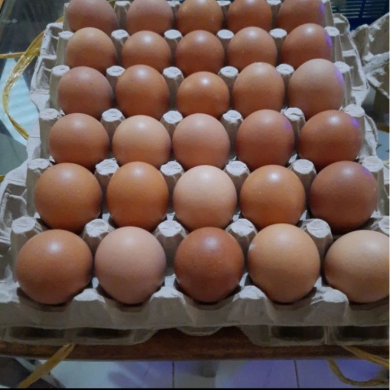 

Telur ayam Eropa eropah Ternak sendiri produk baru Grade A