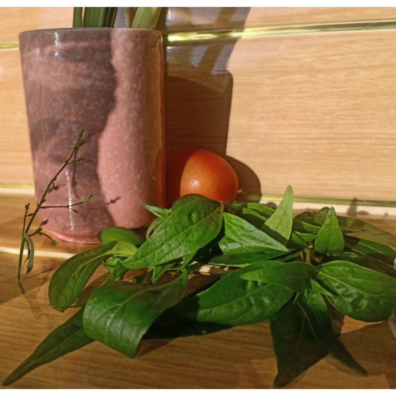 

obat herbal daun sambiroto segar 200g