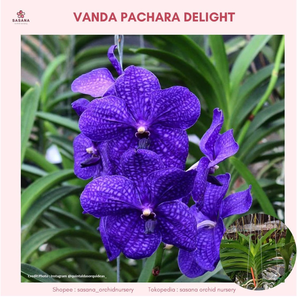 Anggrek Vanda Pachara Delight