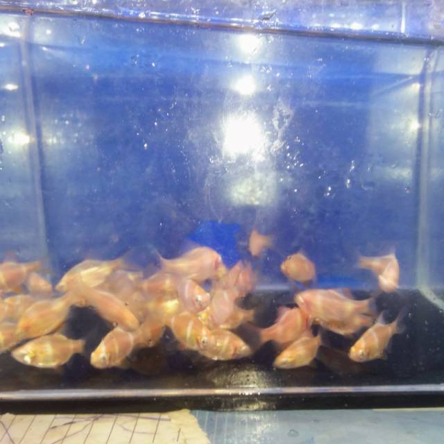 IKAN SUMATRA ALBINO
