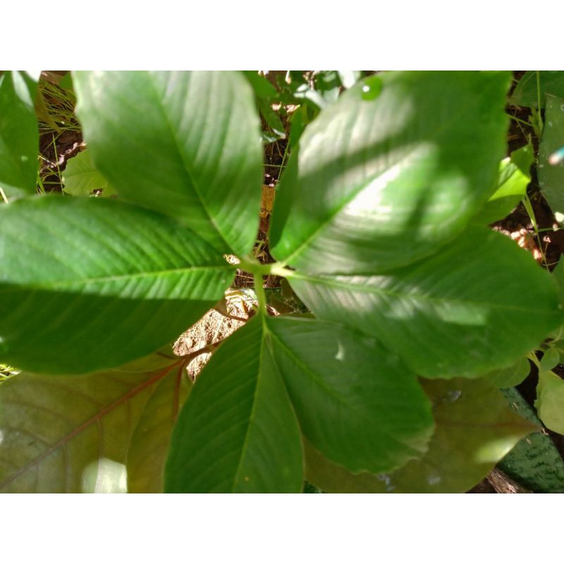 2 bibit tanaman porang