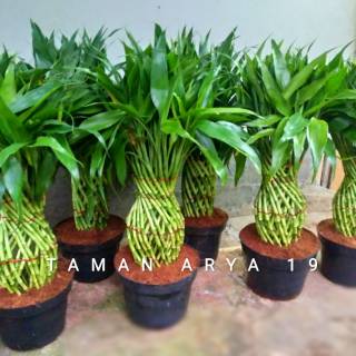 Tanaman hias bambu hoki model guci Shopee Indonesia Tanaman hias bambu hoki model guci Shopee Indonesia
