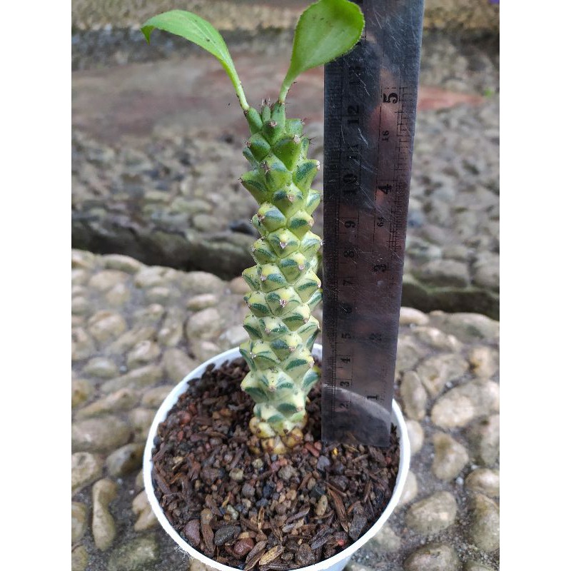 Sukulen euphorbia varigata/kuning