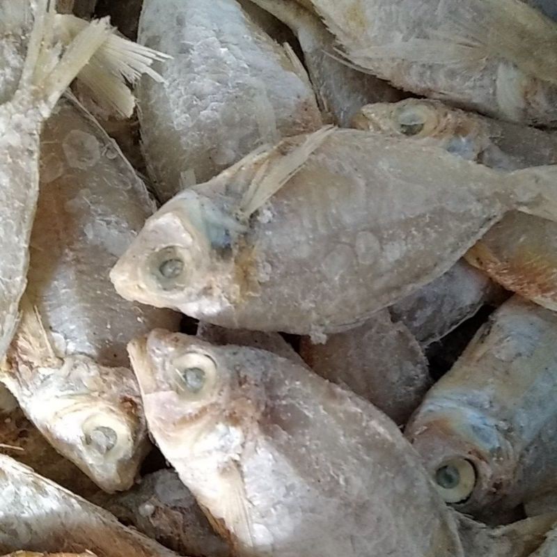 

ikan asin gereh asin mentah harga termurah siap kirim