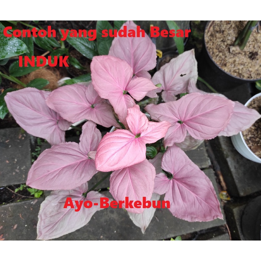 Syngonium Pink Perfection Original - Tanaman Hias Singonium Pink Perfection - Tanaman Hias Syngonium