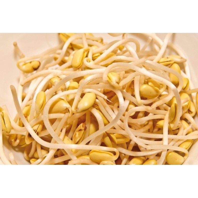 

kecambah kedelai perbungkus