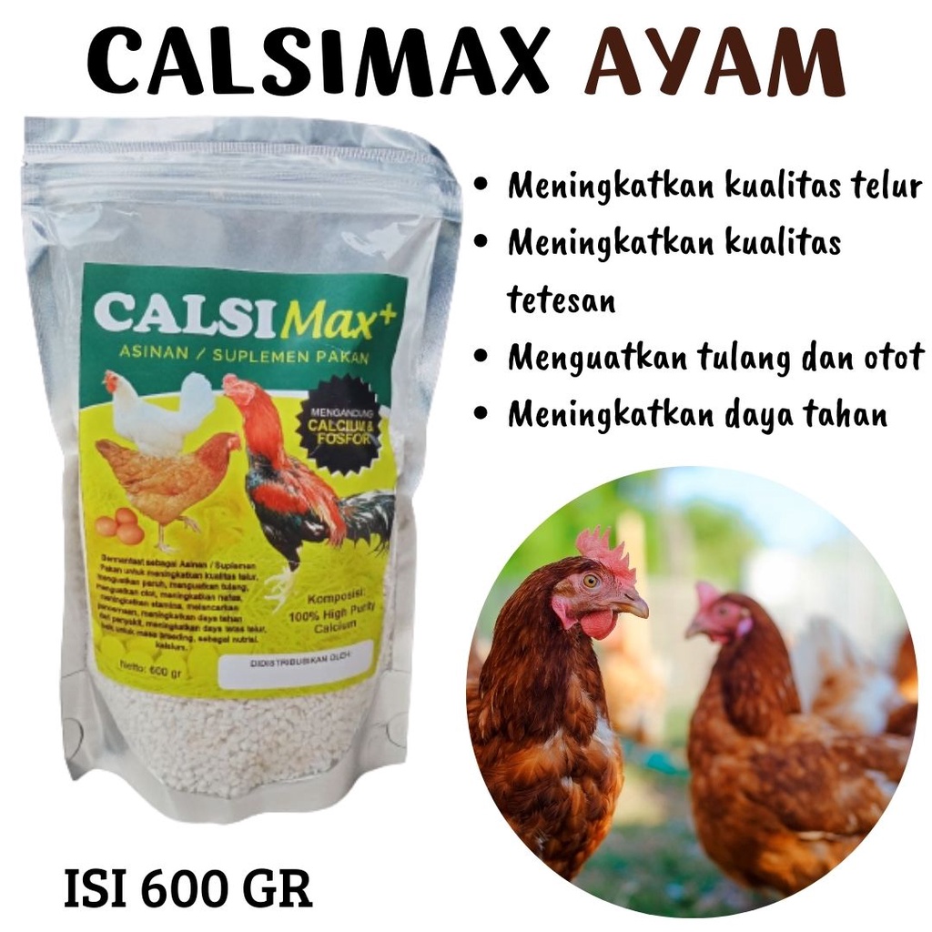 Pakan Ayam Bangkok, Pakan Ayam Petelur, Calsimax Ayam Meningkatkan Kualitas Telur