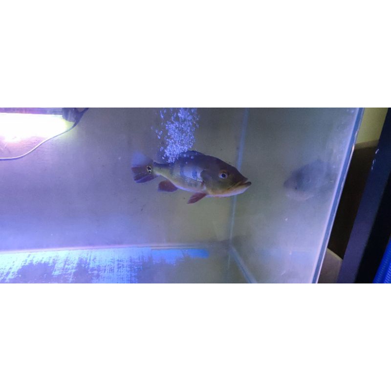 pbass peacock bass mono 30 cm