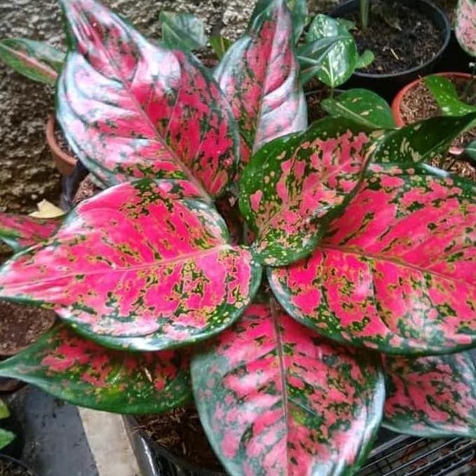 Tanaman Hias Aglonema Dud Anjamani - Aglaonema Dud Anjamani