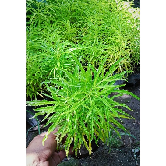 Tanaman Hias Brokoli Kuning / Brokoli Hias