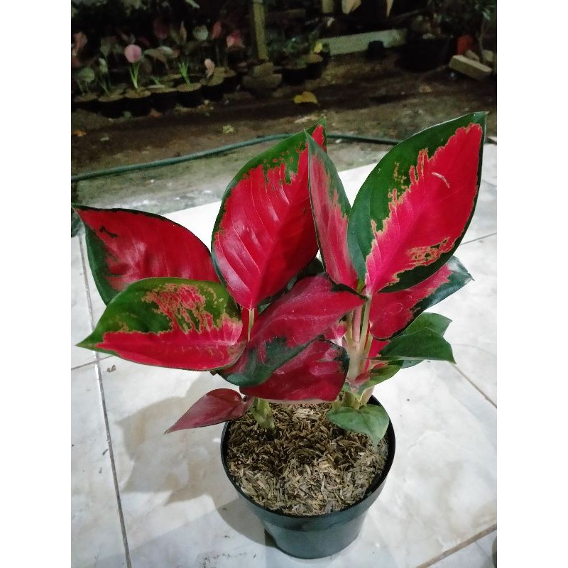 Suksom jaipong Culture Rumpun/Suksom jaipong tangkai pendek Rumpun murah