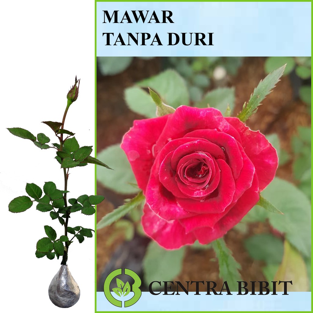 Tanaman Bunga Mawar Tanpa Duri