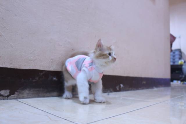 Kaos lucu motif lope-lope untuk kucing rumahan / baju kucing murah size S M L XL