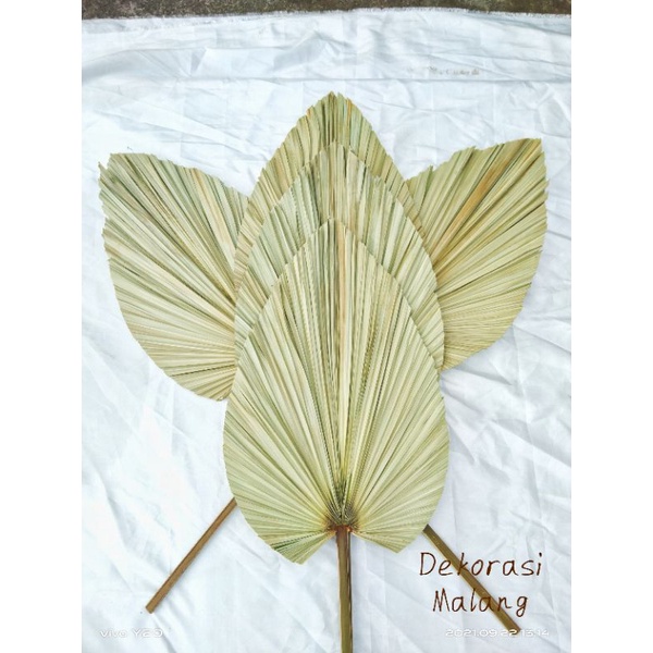 DAUN PALEM KERING  HIJAU/DEKORASI/RUSTIC