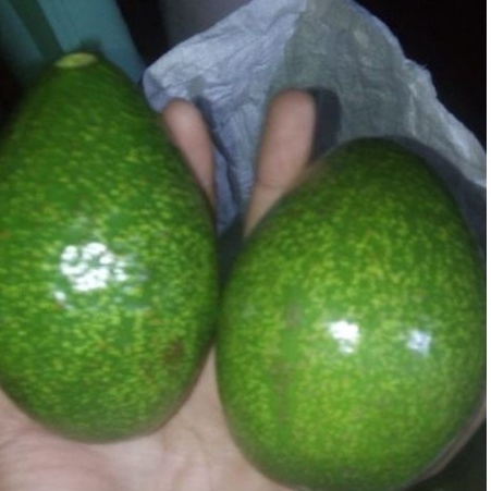

Alpukat Mentega | Alpukat/kg