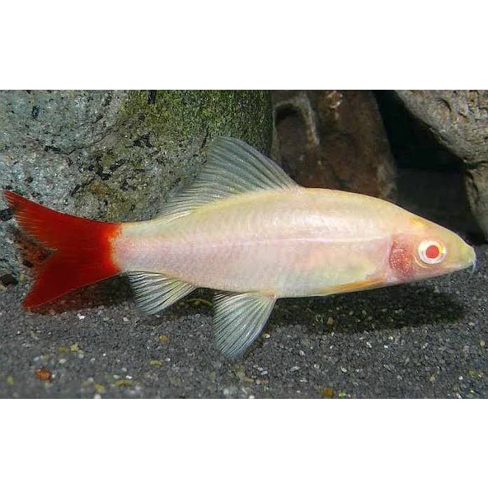 Ikan Hias Redfin Albino / Ikan Hiasan Aquarium / Ikan Hiasan Aquascape