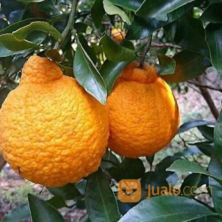 bibit jeruk dekopon super .