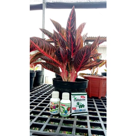 Promo beby aglonema RED SUMATRA original