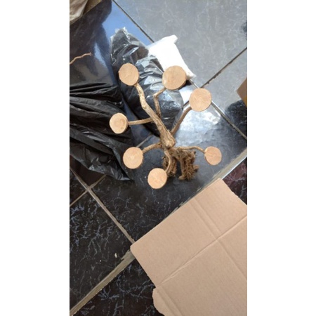 akar bonsai aquarium aquascape